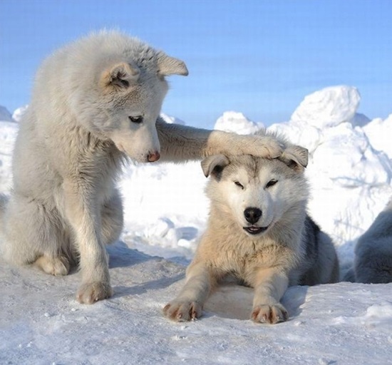 칭찬  강아지  개  쓰담  쓰담쓰담  잘했어  좋아요  좋아