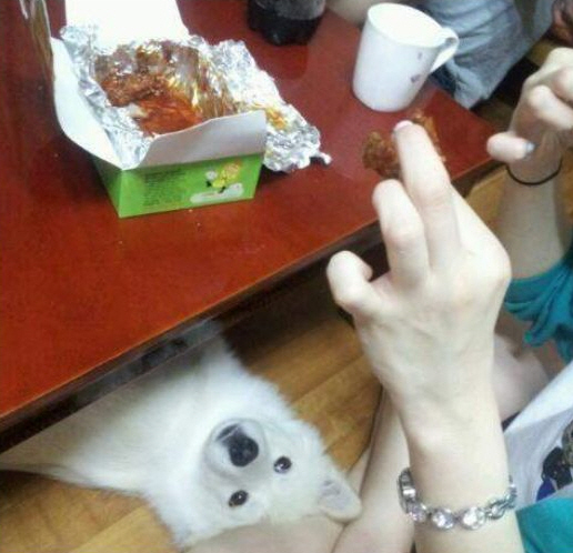 시무륵 개무륵 강아지 표정 통닭 치킨 주인 하나만