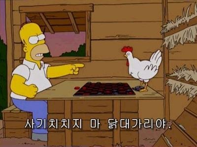 닭 닭대가리 사기치지마 닭대가리야 사기 사기치는닭 암닭