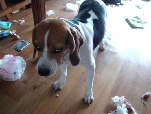 지랄견 화 짜증 짜증나는 표정 화난 비글 지랄 강아지 눈빛 악마견 악마