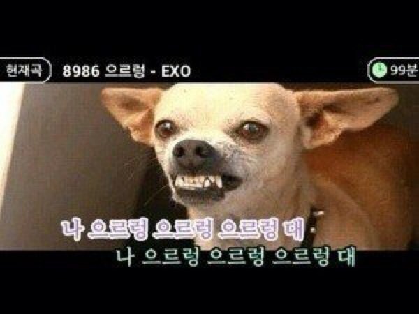 강아지 으르렁 엑소  화난  열받은  짜증