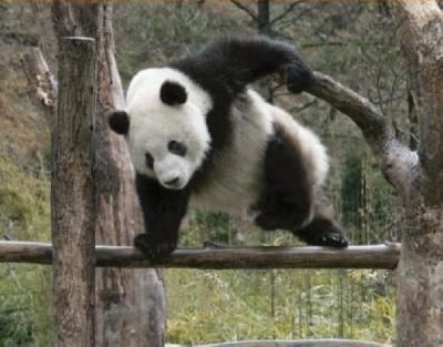 잡으러간다 곰 기다려라 내가 간다 잡으러