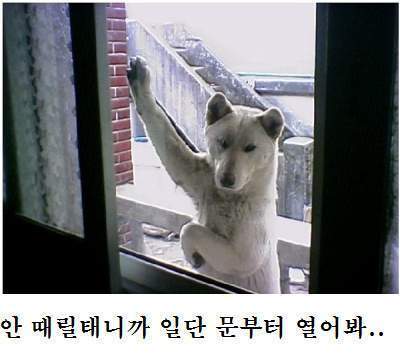 강아지 포스 안 때릴태니까 일단 문부터 열어봐