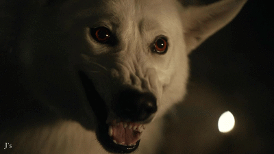 강아지 화난 이빨 사나운 개 늑대