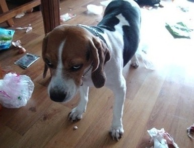 비글 표정 강아지 동물 대참사 지랄견