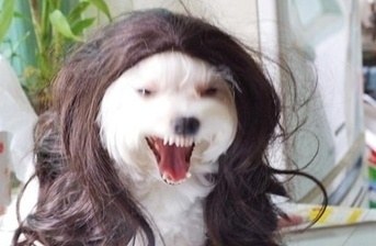 강아지 인상 가발 언니 표독 스러운 표정