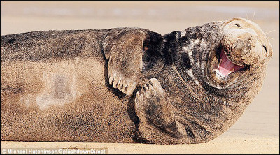 웃음 동물 물개 미소