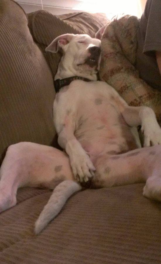 지루 하품 피곤 피곤해 지루해 강아지 늘어진