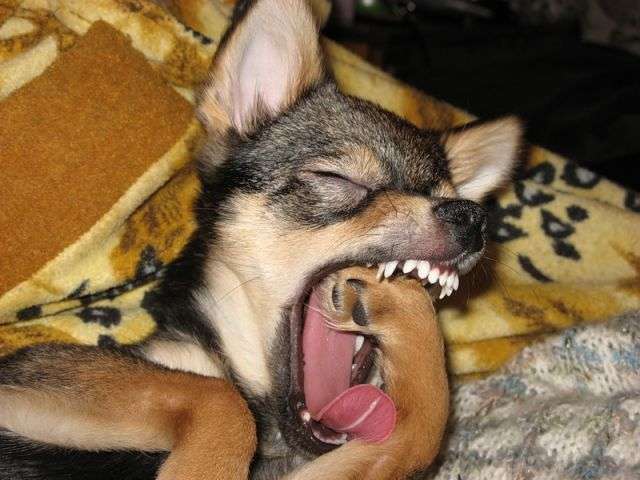 지루 하품 피곤 피곤해 지루해 하품하는 강아지