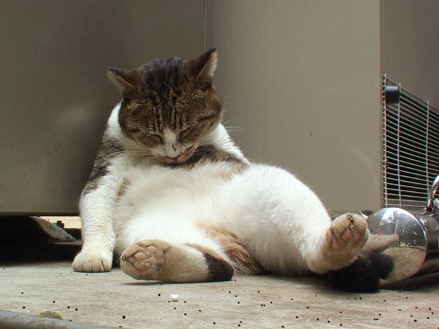 지루 하품 피곤 피곤해 지루해 고양이 잠든 잠자는