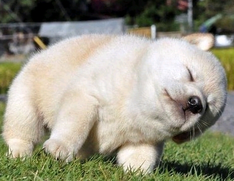 지루 하품 피곤 피곤해 지루해 강아지