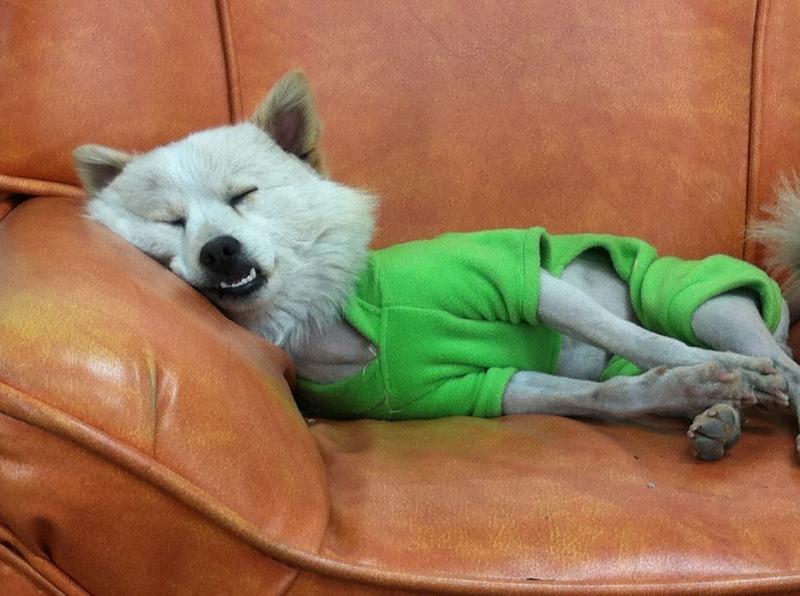 지루 하품 피곤 피곤해 지루해 강아지 쇼파 잠자는