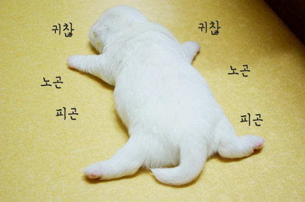 지루 하품 피곤 피곤해 지루해 강아지 귀찮아 노곤  지루해