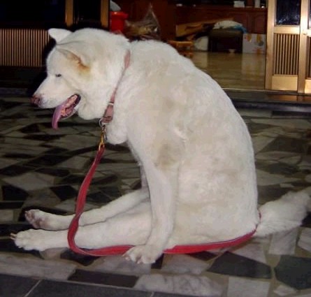 지루 하품 피곤 피곤해 지루해 강아지 앉아있는 모습