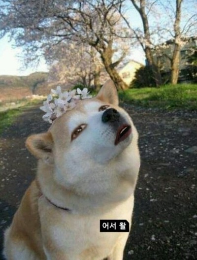 어서 왈 강아지 어서와 꽃개 