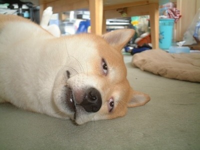 유명한 강아지 짤 눈빛 합성 귀차니즘