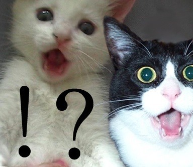 고양이 깜놀하는 장면 순간 냥이 깜놀 놀람 깜짝이야 눈커지는 