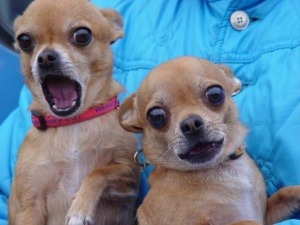 강아지 놀라는 표정 개깜놀 두마리 깜짝이야 동물