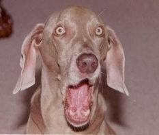 강아지 진짜 놀라는 표정 뜨아 개깜놀 깜놀 깜짝