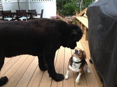 강아지 작은개 겁먹은 쫄았네 쫀 놀람 개쫌