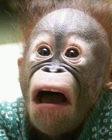 동물 원숭이 놀라는 모습 깜짝 놀람 표정