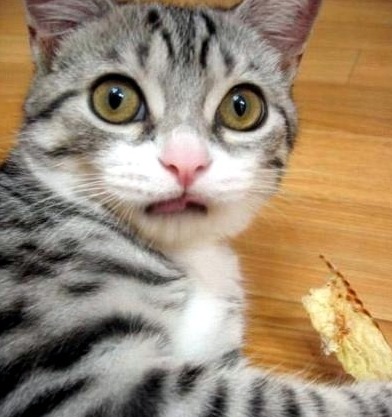 놀람 들켰다 고양이 몰래 먹다가 냥이