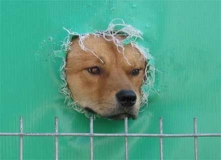 강아지 머리 내밀고 지켜보고있다 지켜본다  개소리