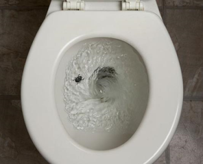 박멸  벌레  화장실 물내리기 변기