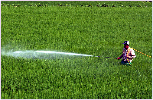 박멸   벌레  논에 농약치는 모습 아저씨 농약 뿌리는