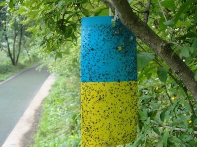 파리지옥 끈끈이 벌레 퇴치 농약 박멸 잡아라 