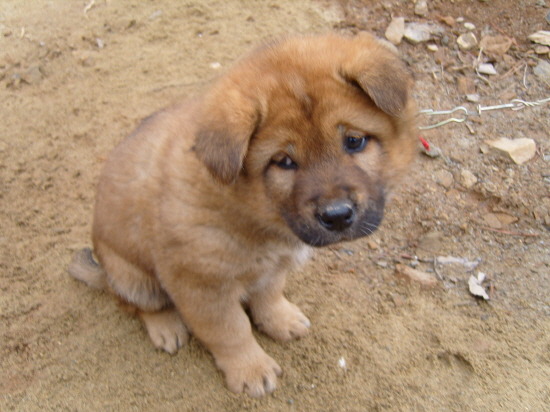 시무룩 좌절 힘빠짐 힘빠지는 시무룩한 슬픈 강아지 표정