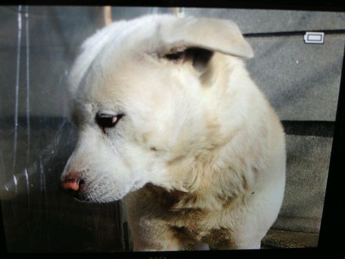 시무룩 좌절 힘빠짐 힘빠지는 시무룩한 개무룩 강아지