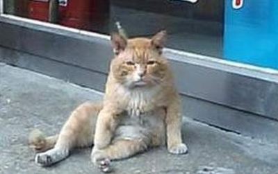 고양이 모든걸 다 잃었다 좌절 표정