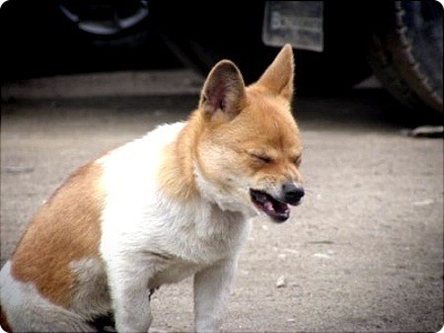 강아지 고통 좌절 다 필요없어 