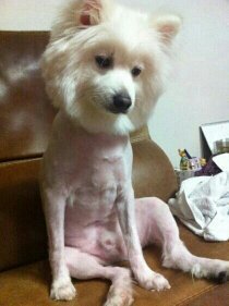 영혼이 분리된 상황 내 털은 어디 갔을까