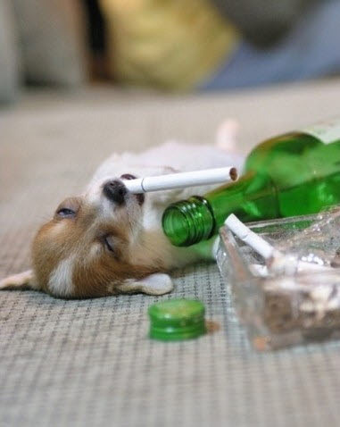 강아지 인생 뭐 있냐 소주 담배