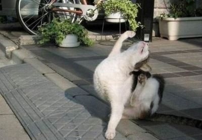 통곡 포즈 행동 멘붕 좌절 고양이 냥이 절규