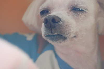 눈물 강아지 개 표정  짠하다  아련한  안습