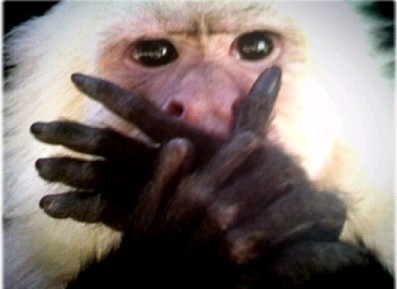 원숭이 입막고 우는 허세 눈물 입틀막 말잇못