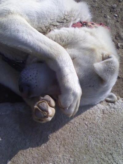 강아지 부끄러운 모습 눈가린 동물