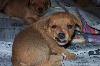 유명한 강아지 썩소 동물 훗