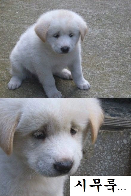 시무룩 개무룩 좌절 멘붕 표정 강아지 개 안습 우울