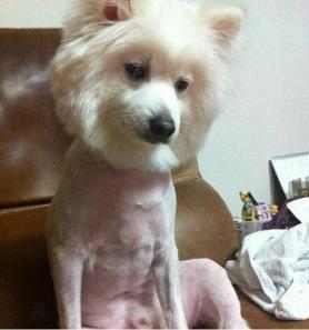 시무룩 좌절 힘빠짐 힘빠지는 시무룩한 강아지 개 털깎은 안습 좌절