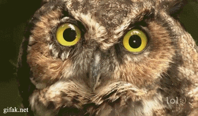 동물 동공 커짐 부엉이 뭔가를 본듯한 모습 움짤
