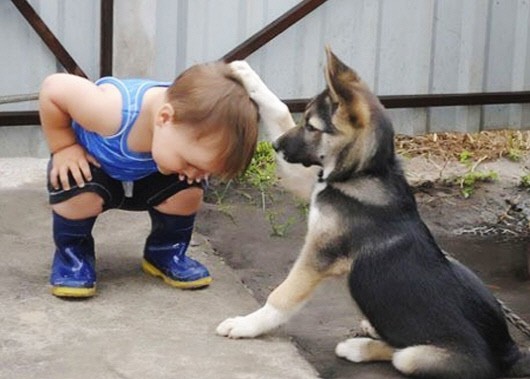 잘했어 칭찬 강아지 쓰담 머리 아기 개
