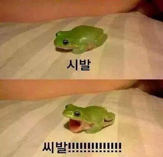 개구리 욕 시발 씨발 빡침 열받은 열받아 화남 욕하는