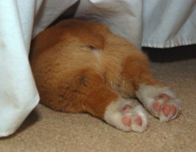 강아지 뒷태 동물 뒷모습 훌쩍 슬픈 좌절 삐짐