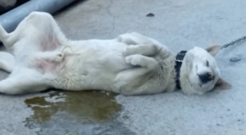 의미없다 강아지 개 동물 오줌 귀찮은 귀차니즘 똥이야 발사 발싸