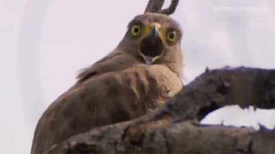 놀람 깜놀 새 독수리 개깜놀 나무위에 놀란 깜짝 뜨아 허컥 헉