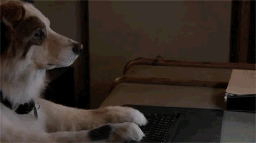 강아지 악플 타자 동물 키보드 개 악플러 개같은 강아지가 댓글 달았어요 고양이